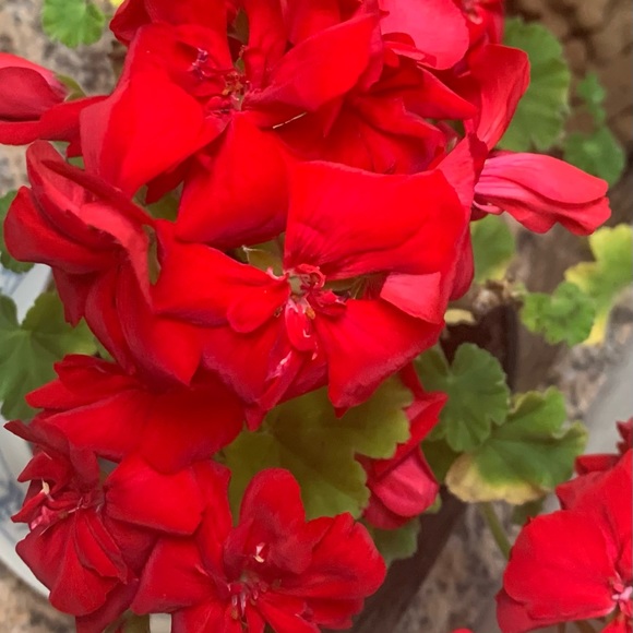 ALL ITEMS COME FROM A SMOKE FREE HOME - Picture 5 of 6